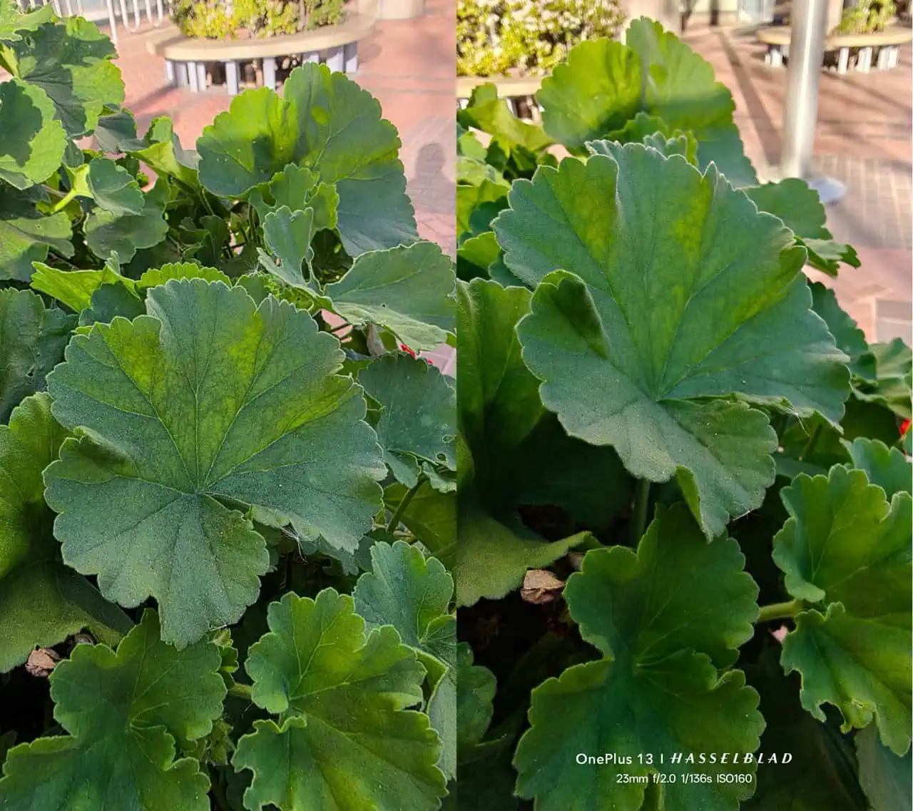 Galaxy S25 Ultra gegen OnePlus 13 16 groß