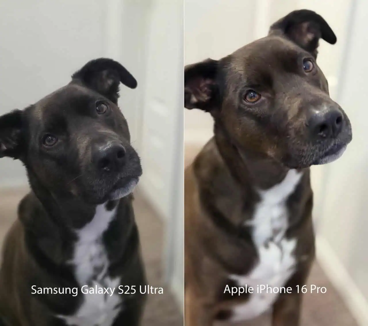 Galaxy S25 Ultra gegen iPhone 16 Pro 2 groß