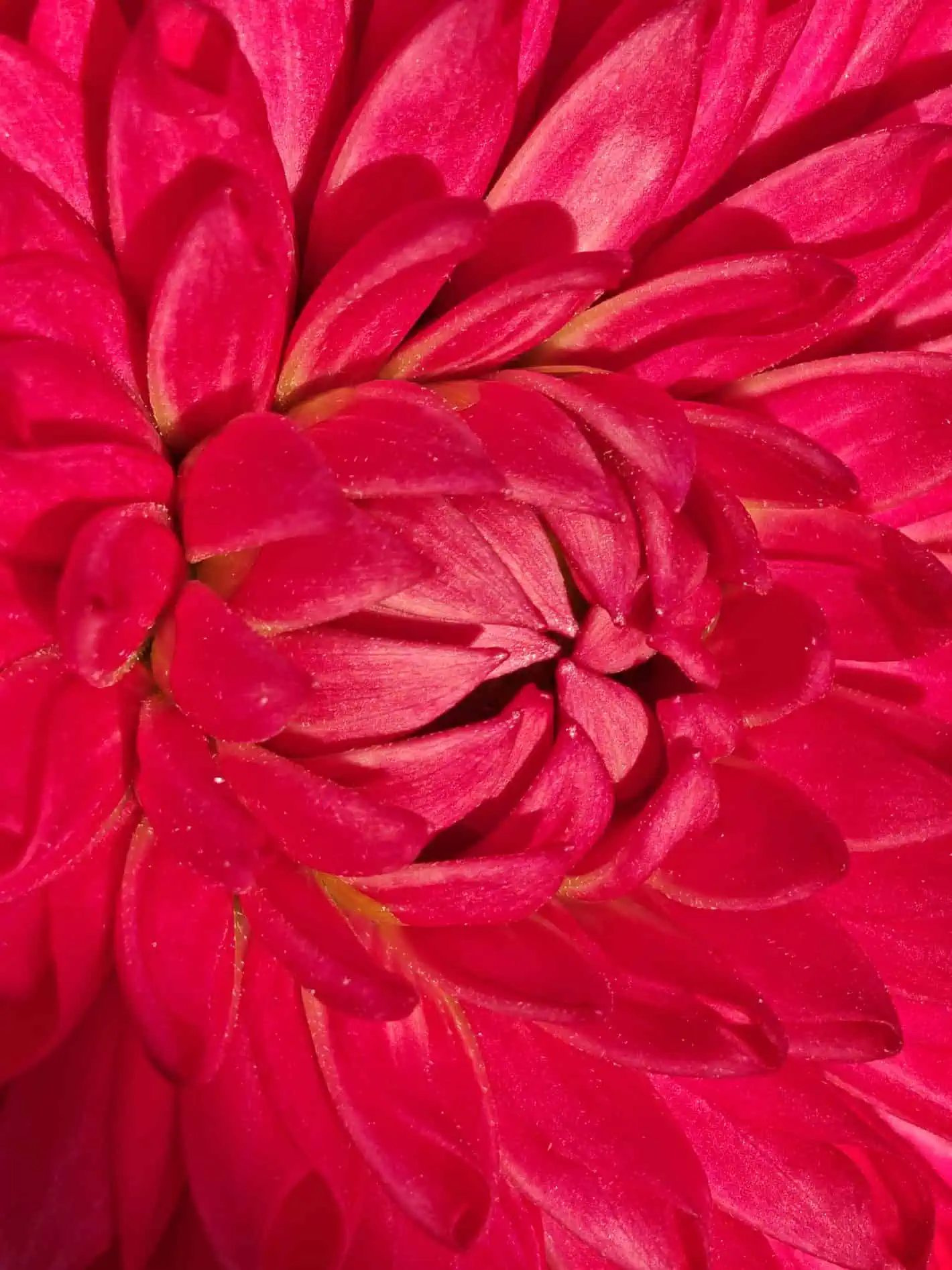 OPPO Finden Sie N5 Offizielle Kamera -Probe 3